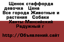 Щенок стаффорда девочка › Цена ­ 20 000 - Все города Животные и растения » Собаки   . Ханты-Мансийский,Радужный г.